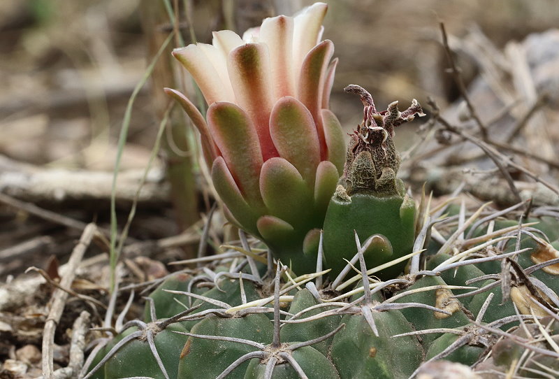 The genus Gymnocalycium