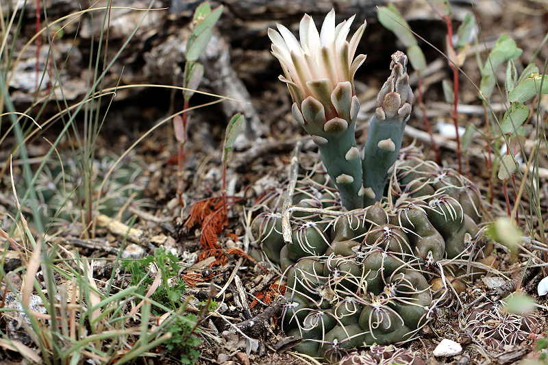 The genus Gymnocalycium